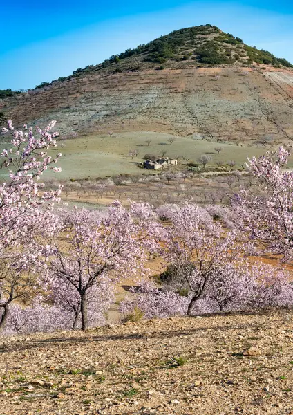 Almonbd 开花的树 — 图库照片