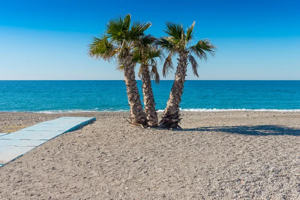 Palmen am Strand Spanien — Stockfoto