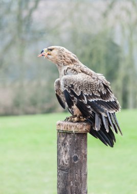 Tawny Eagle