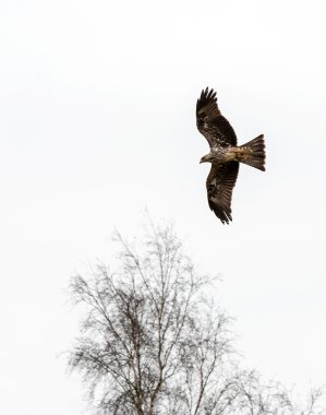 Sarı fatura uçurtma