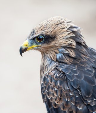 Tawny Eagle