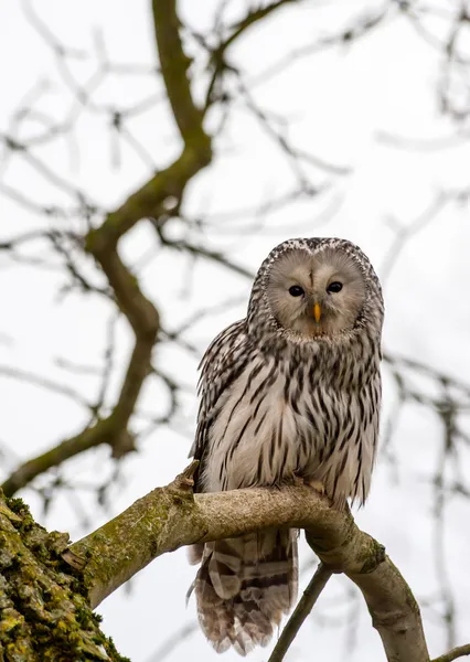 Ural Owl — Stock Photo, Image