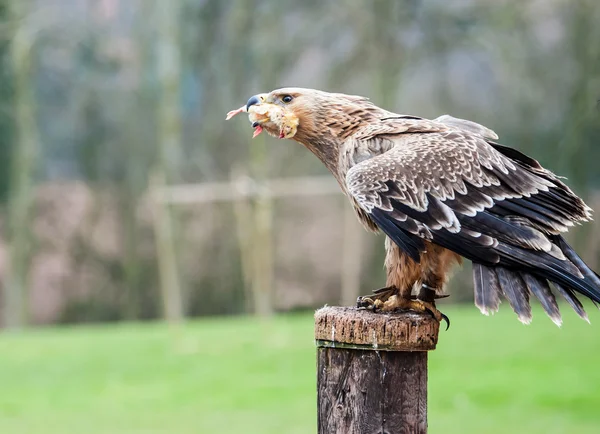 Águila Tawny —  Fotos de Stock