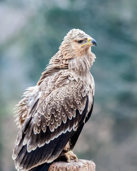 Getaande adelaar — Stockfoto