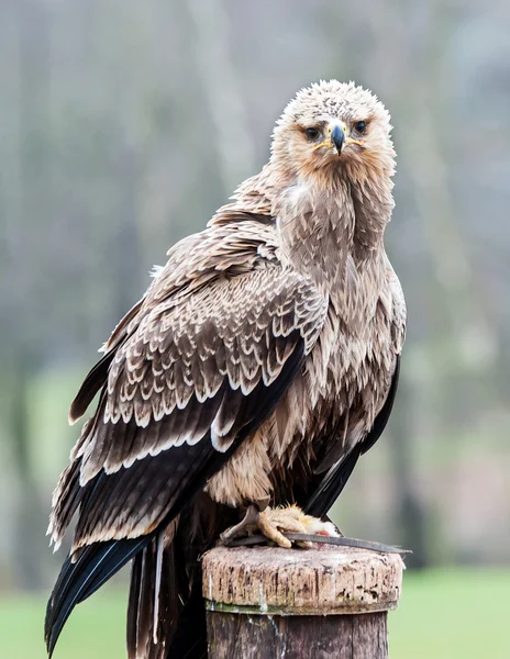 Tawny sas — Stock Fotó