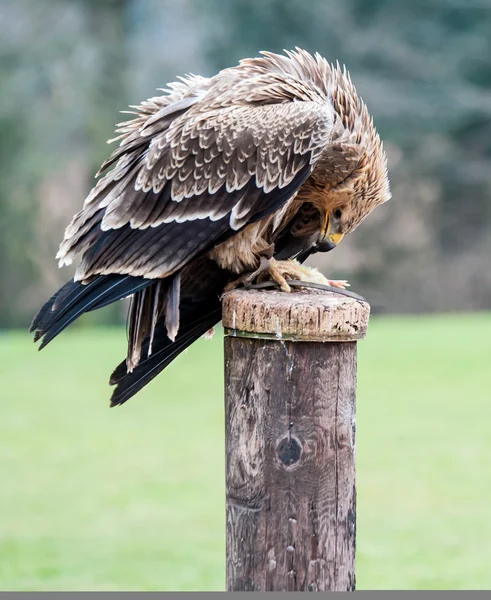 Águila Tawny — Foto de Stock