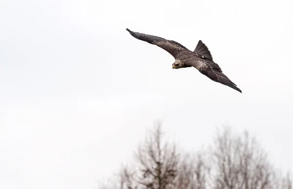 Cerf-volant à bec jaune — Photo