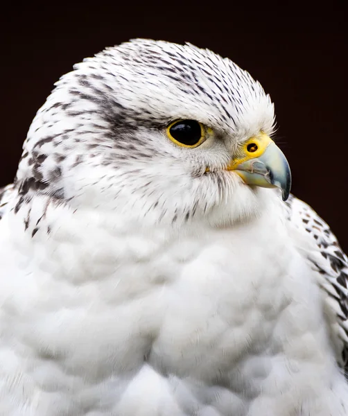 Hybrid Falcon — Stock Photo, Image