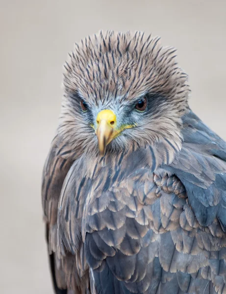 Tawny eagle — Stockfoto