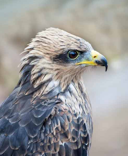 Águila Tawny —  Fotos de Stock