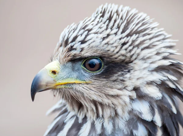 Tawny Eagle — Stock Photo, Image