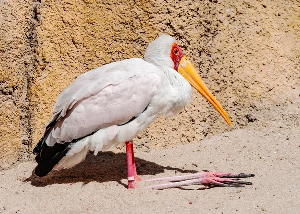 Gula fakturerade stork — Stockfoto