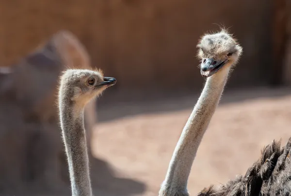 Two Ostrich's — Stock Photo, Image