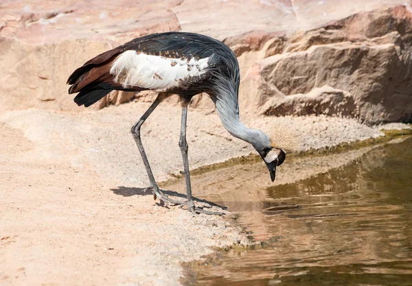 Gekroonde kraan — Stockfoto