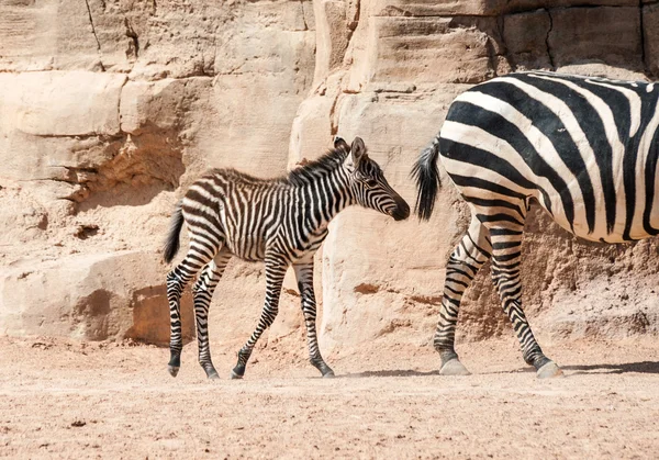 Baby zebra — Stockfoto