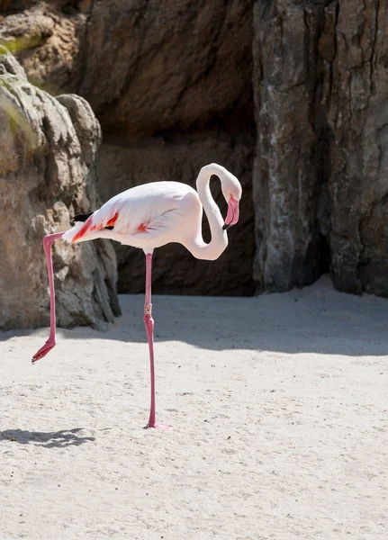 Flamant rose — Photo