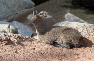 klipspringer antilop