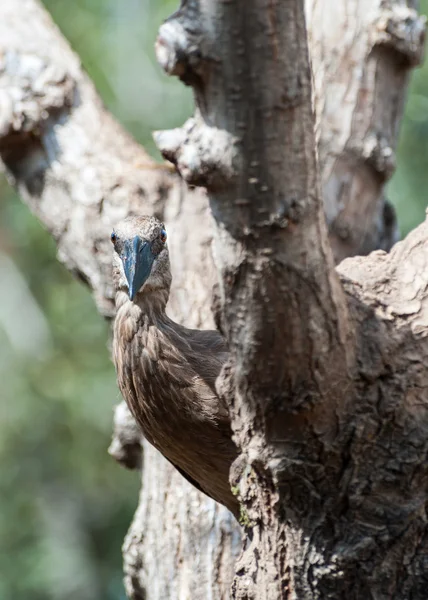 Hamerkop vogel — Stockfoto