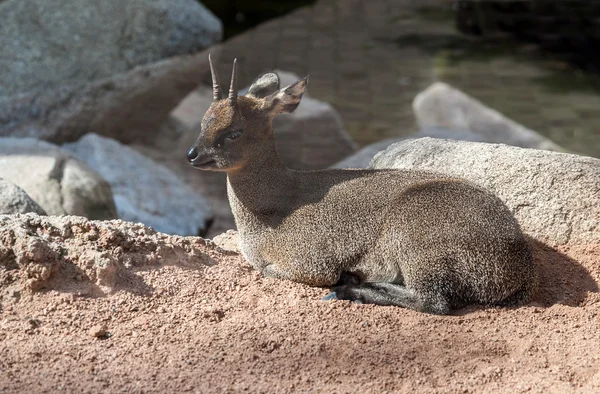 Klipspringer antílope — Fotografia de Stock