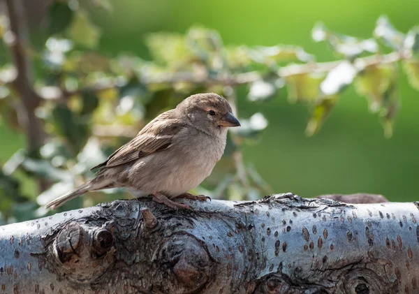 Haussperling — Stockfoto