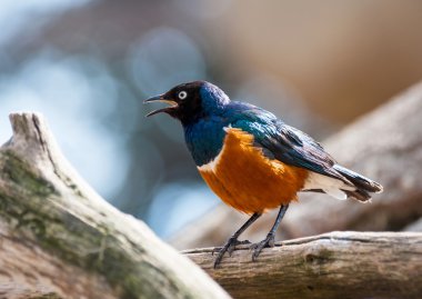 Bakır kuyruklu sığırcık