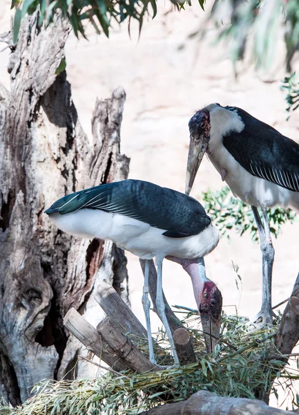 Two Marabou Storks — Stock Photo, Image