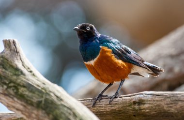 Bakır kuyruklu sığırcık
