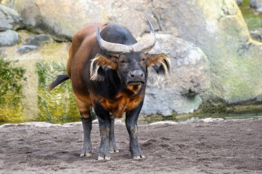 Kırmızı orman buffalo