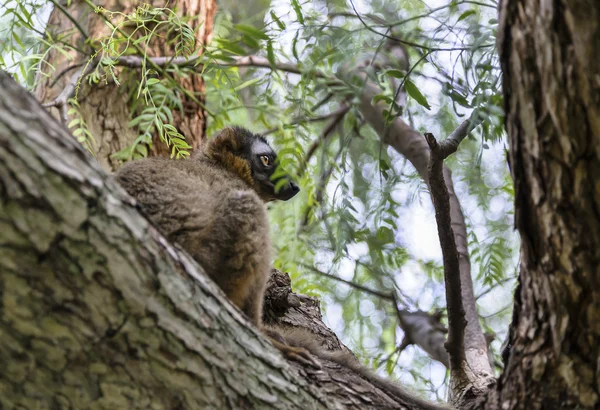 Red Fronted Lemur — Stock Photo, Image