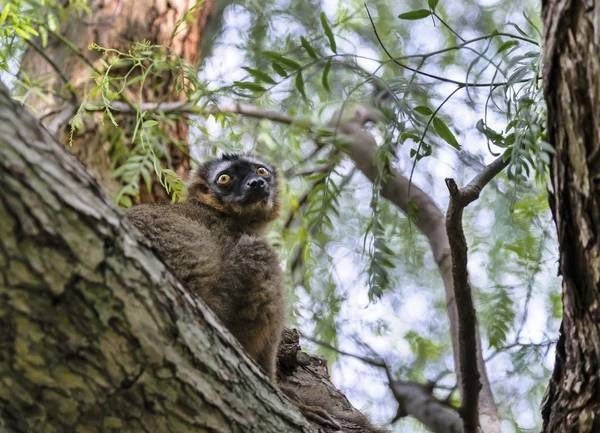 ガラス張りの赤い lemur — ストック写真