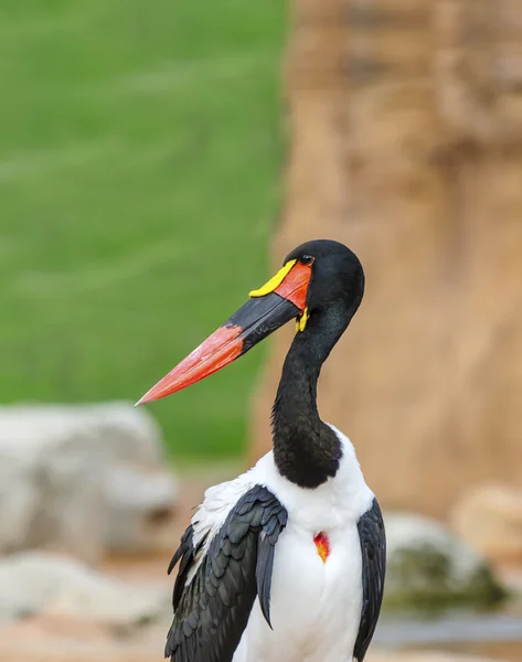 Närbild på en sadel billed stork — Stockfoto