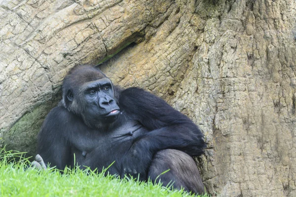 Flachlandgorilla — Stockfoto