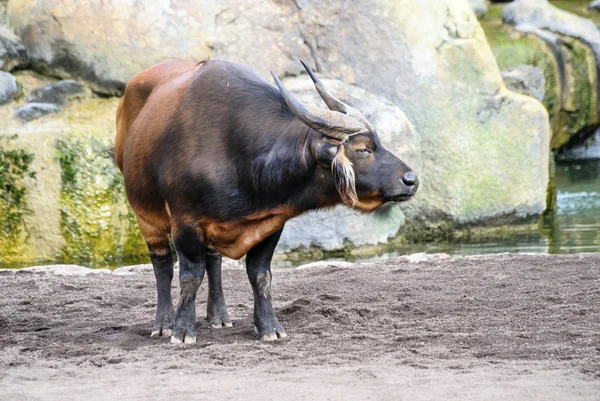 Búfalo da floresta vermelha — Fotografia de Stock