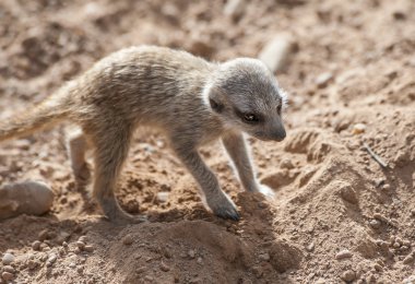 Bebek Mirket yakın çekim