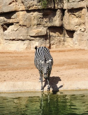 Zebra