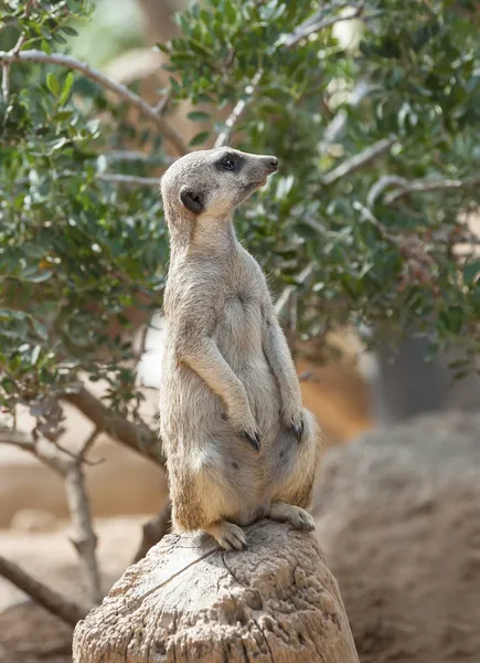 Närbild av en surikat — Stockfoto
