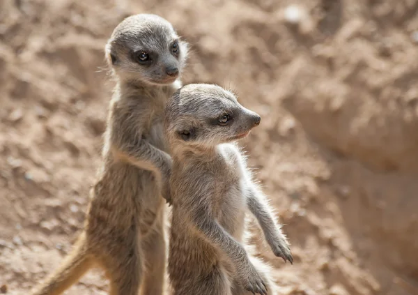 Close up of Two Baby Meerkats — Stock Photo, Image