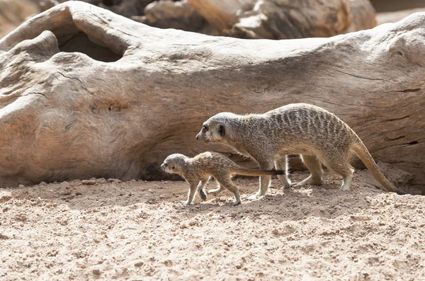 Primer plano del bebé Meerkat y la madre —  Fotos de Stock