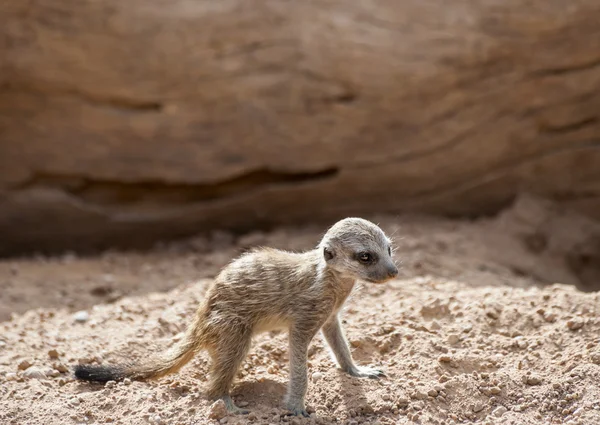 Fechar de um bebê Meerkat — Fotografia de Stock