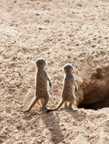 Close up of a Two Baby Meerkats — Stock Photo, Image