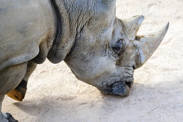 Gros plan d'un rhinocéros — Photo