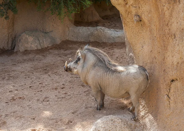 Warthog. — Foto de Stock