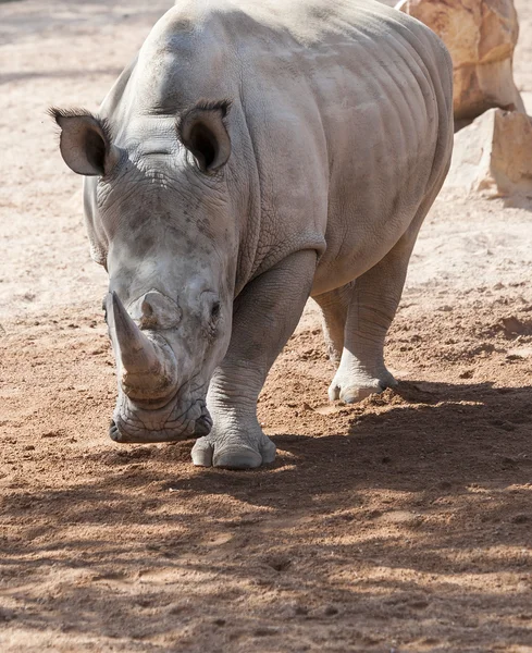 Gros plan d'un rhinocéros — Photo