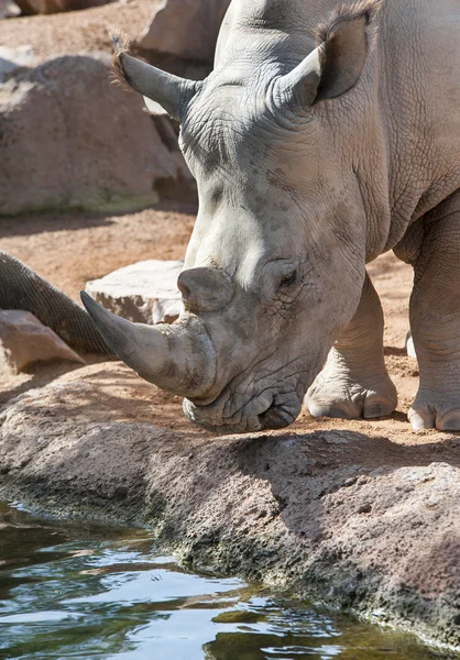 Neushoorn drinken — Stockfoto