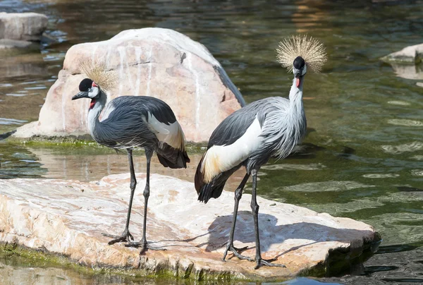 Two Grey Crowned Crane — Stock Photo, Image