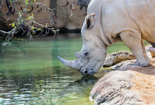 Rhinocéros buvant — Photo