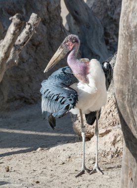 Marabou hisse senedi