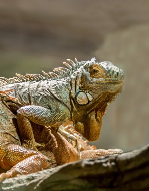 Yeşil iguana