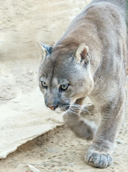 Puma yürüyüş — Stok fotoğraf
