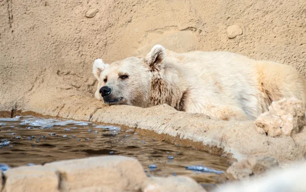 Orso bruno — Foto Stock